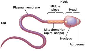 Male Reproductive System