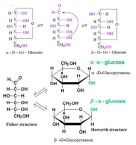 Glucose And Fructose, Open Chain And Haworth Projection Of Glucose