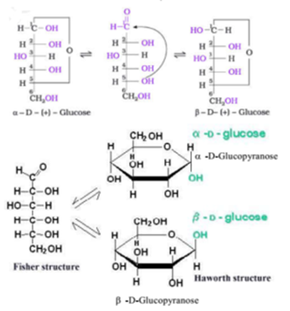 Get Answer) - Draw the a and ß anomers of the pyranose ring formed from  the...| Transtutors