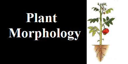 Plant Morphology
