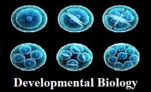 Developmental Biology: Scope, Importance, and Applications
