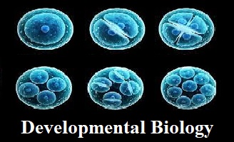 Developmental Biology
